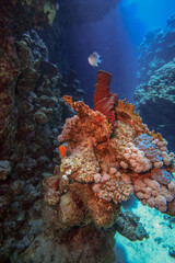 Colorful coral formation in a narrow underwater canyon with a small fish swimming in clear blue light. Vibrant reef textures and dramatic depth.
