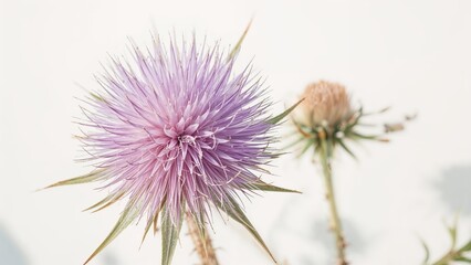 Fototapeta premium A close-up of a spiky purple flower with a blurred background.