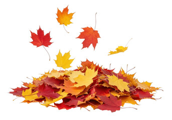 Fototapeta premium Pile of colorful autumn maple leaves falling and scattered on a transparent background