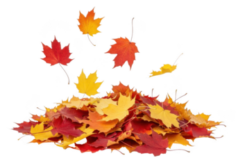 Pile of colorful autumn maple leaves falling and scattered on a transparent background