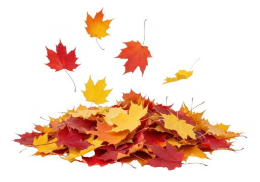 Pile of colorful autumn maple leaves falling and scattered on a transparent background