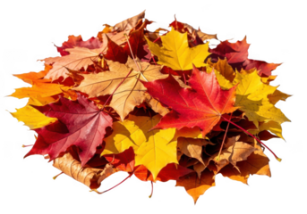 Pile of colorful autumn maple leaves, isolated on transparent background