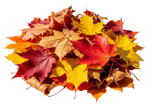 Pile of colorful autumn maple leaves, isolated on transparent background