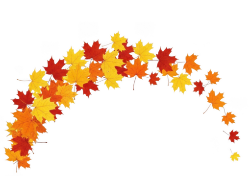 Arch of colorful autumn maple leaves and branches falling on a transparent background