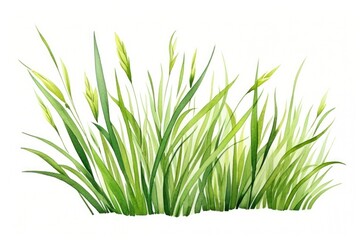 Obraz premium Grass plant green water.