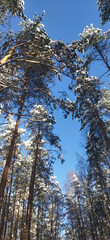 Sunny winter pine forest against blue frosty sky, bottom view, peaceful natural landscape