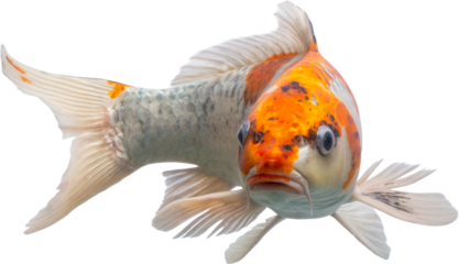 Beautiful Koi PNG with No Background