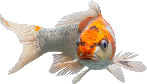 Beautiful Koi PNG with No Background