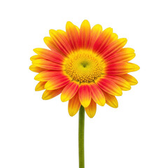 Vibrant gerbera daisy with graduated orange and yellow petals isolated on transparent background
