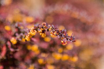 Flowering Shrub Branch with Yellow Blossoms and Soft Bokeh