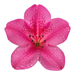 Vibrant pink azalea flower with dewdrops isolated on transparent background