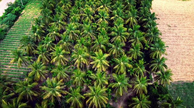 Aerial drone view of dense coconut trees forming a lush green plantation.