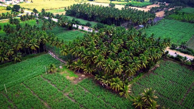 Aerial drone view of dense coconut trees forming a lush green plantation.