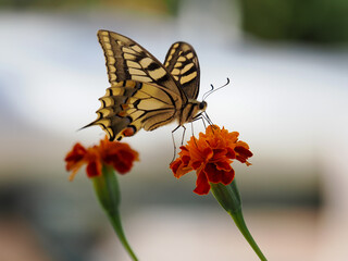 Una toma de vida silvestre horizontal y elegante que presenta a una Mariposa Macaón (Papilio...