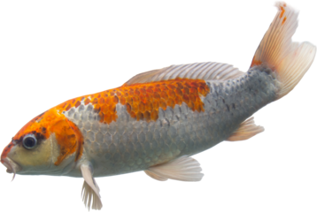 Beautiful Koi PNG with No Background