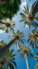 Obraz premium Tall palm trees stretch towards a bright blue sky in a tropical paradise view from below from midday sun