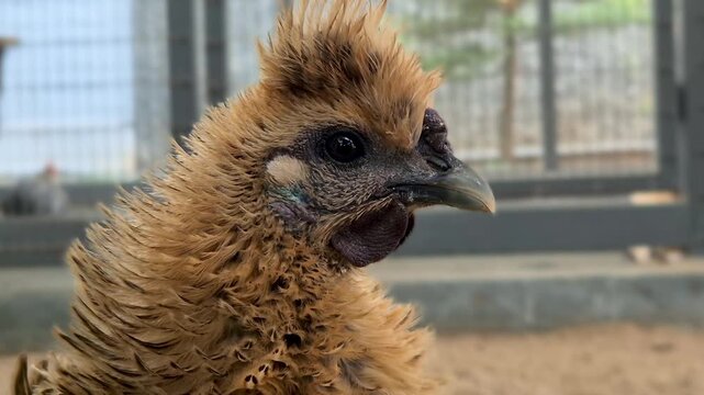Fluffy Chicken &ndash; Adorable Farm Featherball
