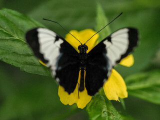 Una macrofotografía frontal y simétrica de una Mariposa Heliconius posada en una flor de color amarillo brillante. La mariposa exhibe una sorprendente combinación de colores de advertencia (aposematis