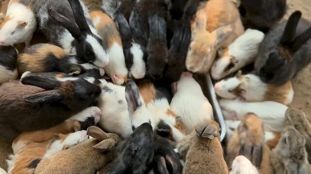 Group of Rabbits Eating Together