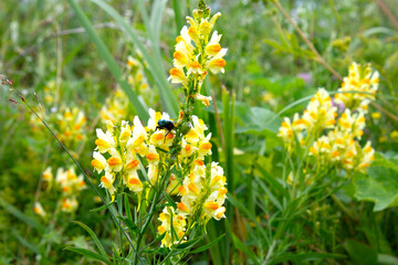 yellow and orange flowers of wild plant Linaria vulgaris
