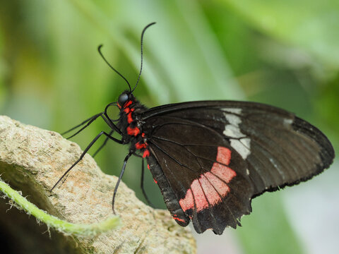: Un retrato macro horizontal y llamativo de una Mariposa Parides (Papilio Pardo) posada de perfil sobre un tronco o roca de color p&aacute;lido. La mariposa presenta un dram&aacute;tico contraste de color: alas .