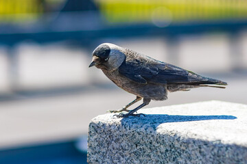 Urban Jackdaw Perched on Stone Railing