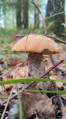 mushroom in the forest