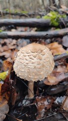 mushroom in the woods