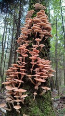 honey mushrooms in the forest