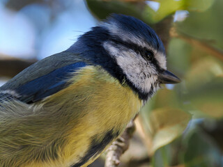 Obraz premium Un encantador primer plano vertical de un Herrerillo Común (Cyanistes caeruleus), mostrando su distintivo y brillante plumaje. El ave, pequeña y regordeta, está posada de frente sobre una rama seca.