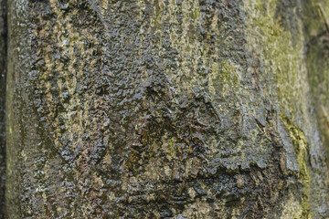 Close-up of the bark of the weeping beech, fresh, green leaves of the European beech, Fagus sylvatica, glossy bark from the rain, close-up of the trunk of a weeping beech, Fagus sylvatica pendula