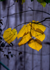 Obraz premium Golden autumn leaves glowing softly against a muted Belgrade backdrop, capturing a warm and peaceful moment of the season’s gentle transition in Serbia.