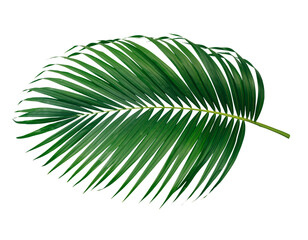 Green leaf of palm tree on transparent background png  
