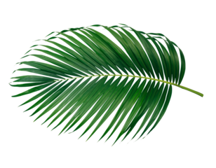  Green leaf of palm tree on transparent background png  
