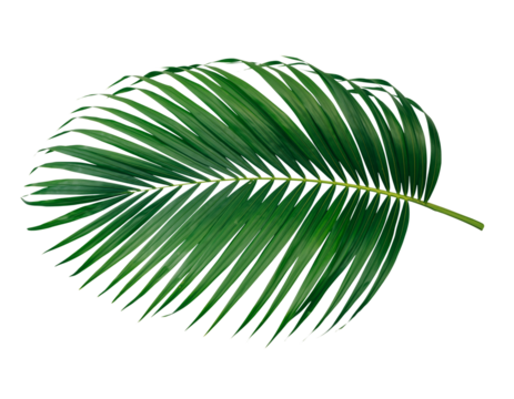  Green leaf of palm tree on transparent background png  