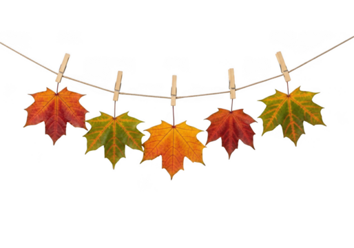Five colorful autumn maple leaves hanging on a clothesline with wooden clothespins isolated on transparent background