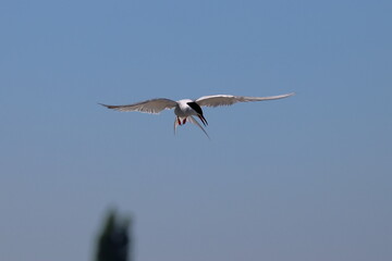 flying tern