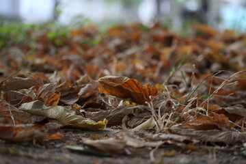 Dry fallen leaves on ground in autumn season — nature background