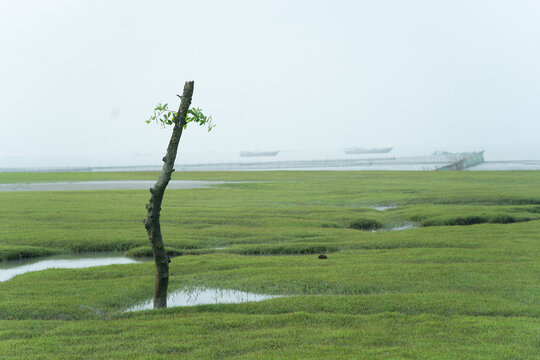 Solitary tree trunk with few leaves in a green field near water under an overcast sky with distant boats