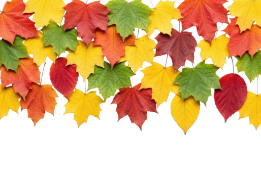 Border of colorful autumn maple leaves in red, orange, yellow, and green, isolated on transparent background