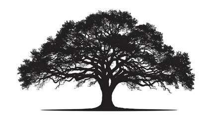 Black vector silhouette of a bare single winter oak tree isolated on white for forest nature illustration and design