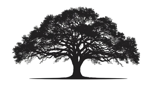 Black vector silhouette of a bare single winter oak tree isolated on white for forest nature illustration and design