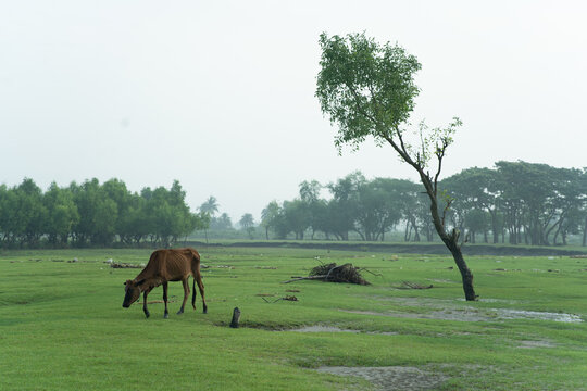 A cow grazes in a green field with trees and a cloudy sky in a rural landscape on an overcast day