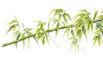 Fototapeta premium Bamboo bamboo plant white background.