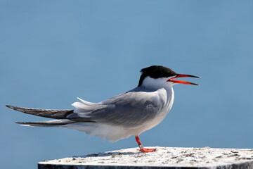 common tern