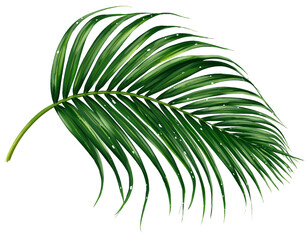 Green leaf of palm tree on transparent background png  