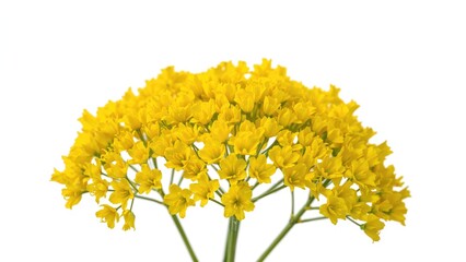 Bright yellow flowers from a plant with multiple stems, isolated on white background.