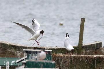 common tern