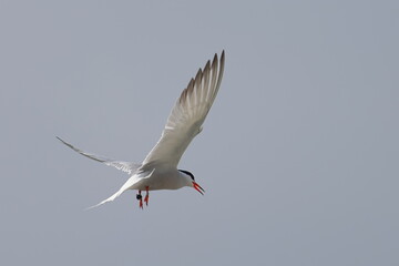common tern