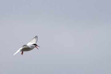 common tern